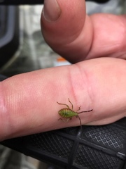 Piezogaster calcarator