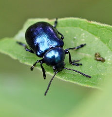 Chrysochus asclepiadeus