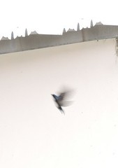 Pygochelidon cyanoleuca