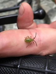 Piezogaster calcarator