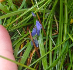 Polygala serpyllifolia