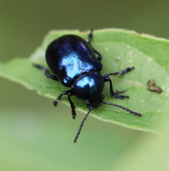 Chrysochus asclepiadeus