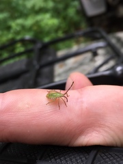 Piezogaster calcarator