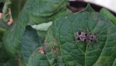 Enoclerus viduus