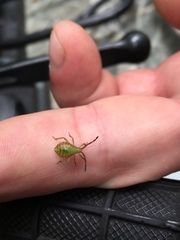 Piezogaster calcarator