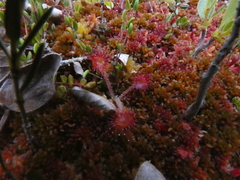 Drosera rotundifolia image