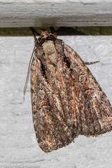 Eueretagrotis attentus