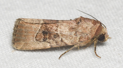 Elaphria fuscimacula