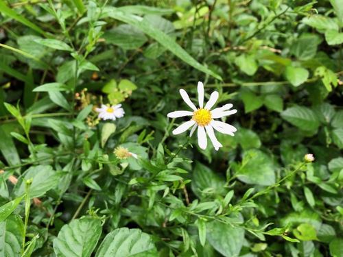 Aster iinumae, photograph 4
