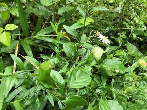 Aster iinumae, photograph 6