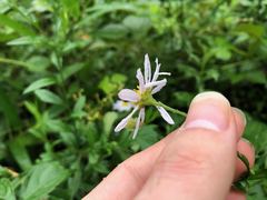 Aster pinnatifidus