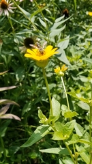Megachile
