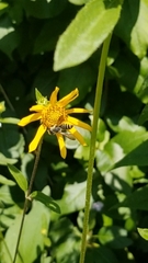 Megachile