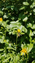 Megachile