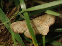 Idaea emarginata