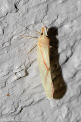 Otiocerus coquebertii