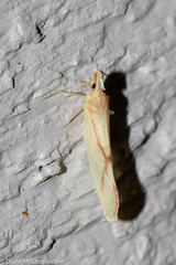 Otiocerus coquebertii