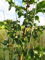 Zanthoxylum hirsutum