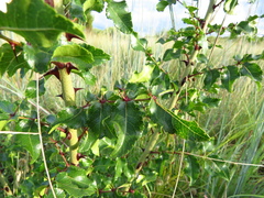 Zanthoxylum hirsutum