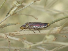 Homalodisca liturata