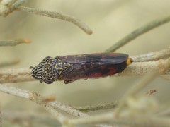 Homalodisca liturata