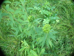 Rhopalomyia capitata