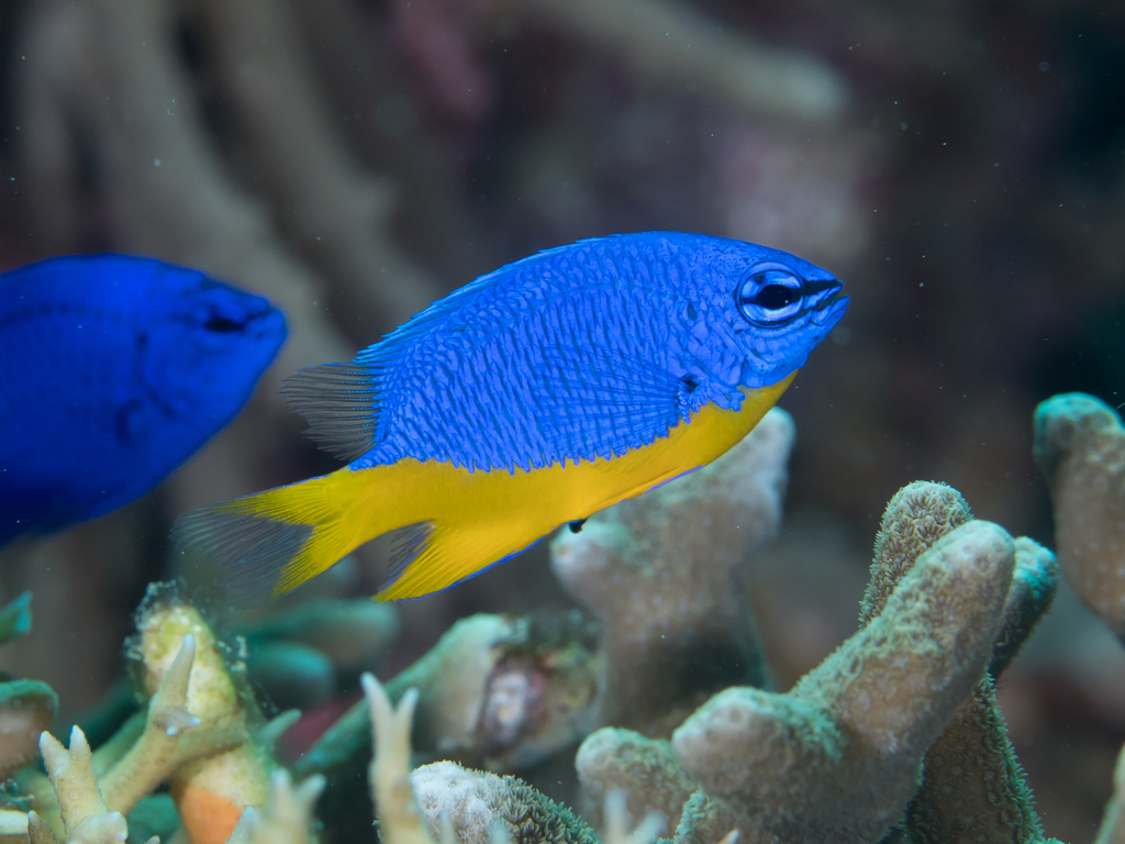 Azure Damselfish