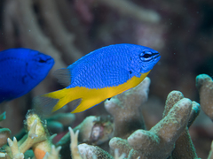 Azure Damselfish photo 3