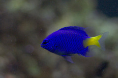 Azure Damselfish photo 4