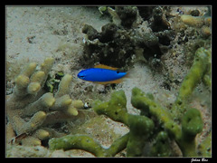 Azure Damselfish photo 5
