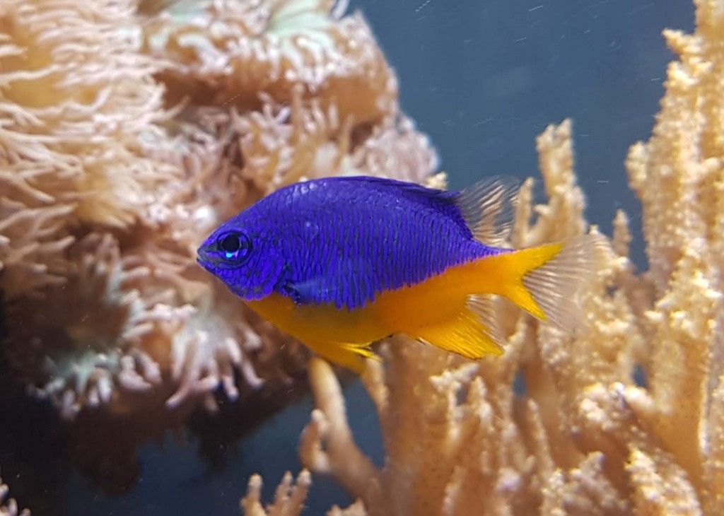 Azure Damselfish