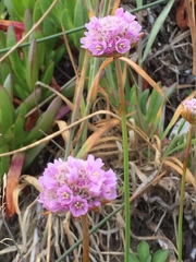 Armeria maritima californica
