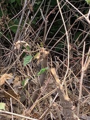 Erythemis simplicicollis