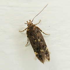 Bryotropha affinis