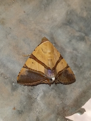 Eulepidotis julianata