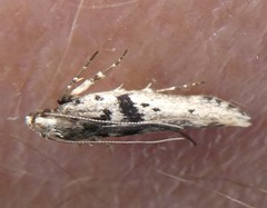 Aristotelia paradesma