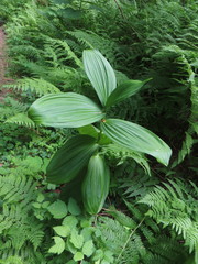 Veratrum viride eschscholtzianum