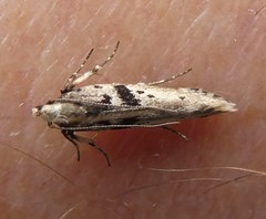 Aristotelia paradesma