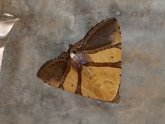 Eulepidotis julianata