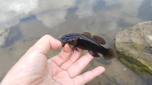 Spinycheek gudgeon (Eleotris acanthopoma) — Eleotridae — 2