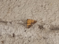 Eulepidotis julianata