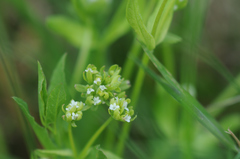 Valerianella locusta
