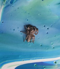 Platycryptus undatus