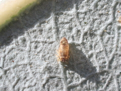 Ctenarytaina eucalypti