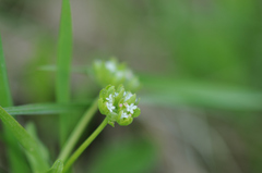 Valerianella locusta