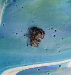 Platycryptus undatus