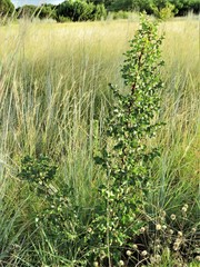 Zanthoxylum hirsutum