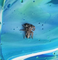 Platycryptus undatus