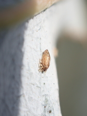 Ctenarytaina eucalypti