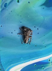 Platycryptus undatus